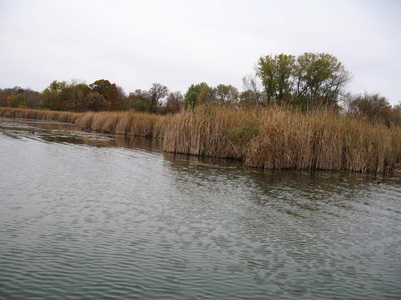 Lake Minnetonka Marsh