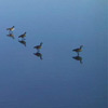 Geese walking on water