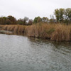 Marsh