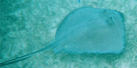 Sting Ray