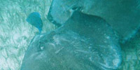 Sting Rays