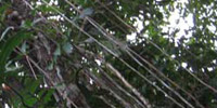 Vines hanging from a tree in the Belizean Preserves