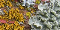 Lichen